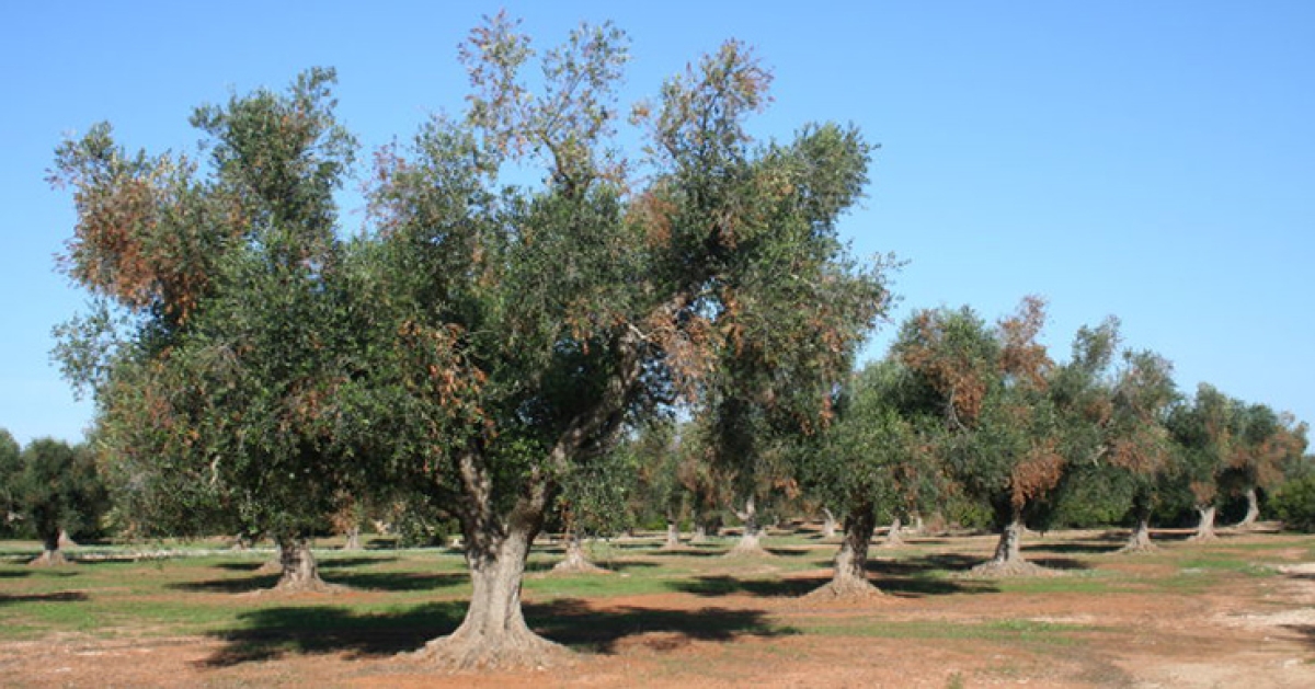 Coldiretti Puglia, outras 34 oliveiras atingidas pelo segundo relógio