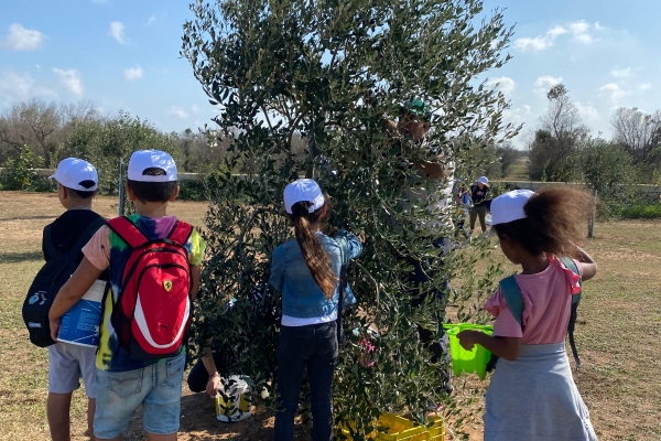 Ambiente, i bambini piantano 66 ulivi a Carpignano Salentino